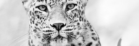 Energie update Witte Tovenaar levenspad 21 juli - 2 augustus 2024: Een nieuw zonnejaar